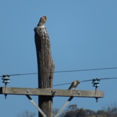 Falco cenchroides at Booth, ACT - 26 Apr 2023