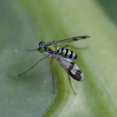 Austrosciapus sp. (genus) (Long-legged fly) at Acton, ACT - 28 Apr 2023 by KorinneM