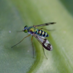 Austrosciapus sp. (genus) (Long-legged fly) at GG238 - 28 Apr 2023 by KorinneM