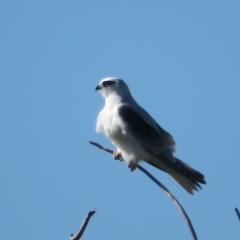 Elanus axillaris at Booth, ACT - 26 Apr 2023