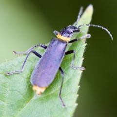 Chauliognathus lugubris (Plague Soldier Beetle) at ANBG - 28 Apr 2023 by KorinneM