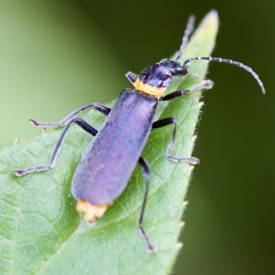 Chauliognathus lugubris (Plague Soldier Beetle) at Acton, ACT - 28 Apr 2023 by KorinneM