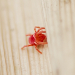 Trombidiidae (family) (Red velvet mite) at ANBG - 28 Apr 2023 by KorinneM