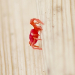 Trombidiidae (family) at Acton, ACT - 28 Apr 2023