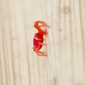 Trombidiidae (family) at Acton, ACT - 28 Apr 2023