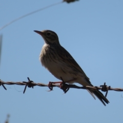 Anthus australis (Australian Pipit) at Booth, ACT - 26 Apr 2023 by Christine