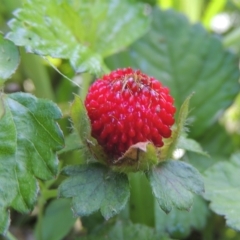 Potentilla indica (Indian Strawberry) at Pollinator-friendly garden Conder - 6 Nov 2022 by michaelb