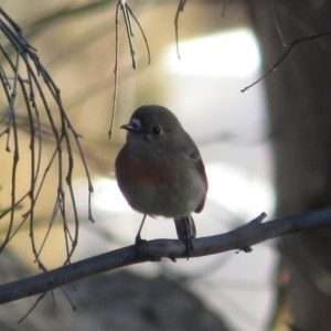 Petroica boodang at Tennent, ACT - 26 Apr 2023 03:45 PM