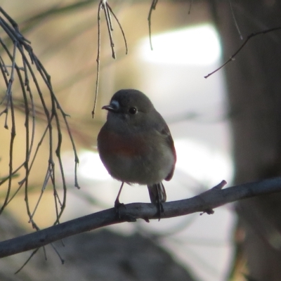 Petroica boodang (Scarlet Robin) at Tennent, ACT - 26 Apr 2023 by Christine