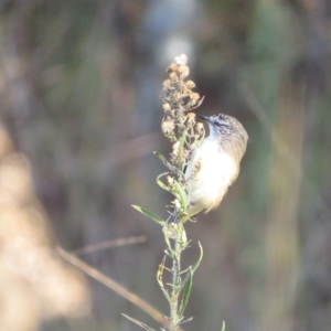 Acanthiza chrysorrhoa at Tennent, ACT - 26 Apr 2023