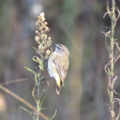 Acanthiza chrysorrhoa at Tennent, ACT - 26 Apr 2023