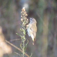 Acanthiza chrysorrhoa at Tennent, ACT - 26 Apr 2023