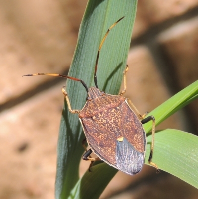 Poecilometis strigatus (Gum Tree Shield Bug) at Conder, ACT - 10 Nov 2022 by MichaelBedingfield