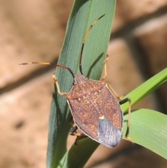 Poecilometis strigatus (Gum Tree Shield Bug) at Conder, ACT - 9 Nov 2022 by michaelb