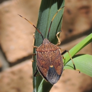 Poecilometis strigatus at Conder, ACT - 10 Nov 2022