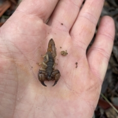 Urodacus manicatus (Black Rock Scorpion) at QPRC LGA - 30 Apr 2023 by Mavis