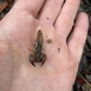 Urodacus manicatus at Jerrabomberra, NSW - 30 Apr 2023