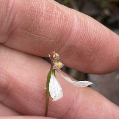 Eriochilus cucullatus (Parson's Bands) at Mount Jerrabomberra QP - 30 Apr 2023 by Mavis