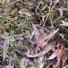 Eriochilus cucullatus at Jerrabomberra, NSW - 30 Apr 2023