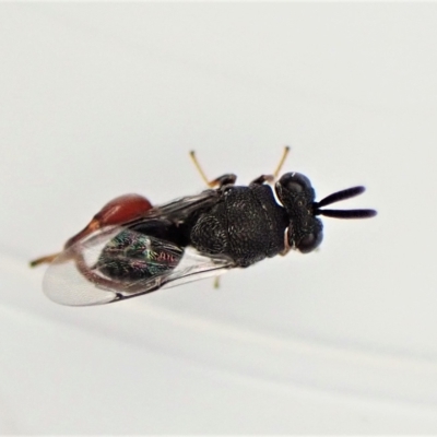 Chalcididae (family) (Unidentified chalcid wasp) at Cook, ACT - 21 Apr 2023 by CathB