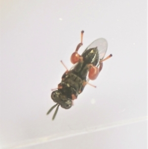 Chalcididae sp. (family) at Cook, ACT - 21 Apr 2023