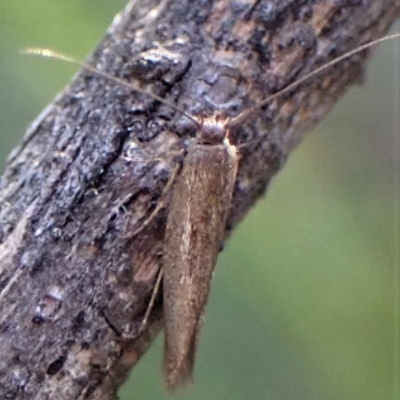 Unidentified Curved-horn moth (all Gelechioidea except Oecophoridae) at Aranda, ACT - 22 Apr 2023 by CathB