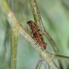 Gnathifera eurybias (A Fringe-tufted Moth) at Aranda Bushland - 22 Apr 2023 by CathB