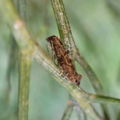 Gnathifera eurybias (A Fringe-tufted Moth) at Aranda, ACT - 22 Apr 2023 by CathB