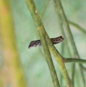 Gnathifera eurybias at Aranda Bushland - 22 Apr 2023