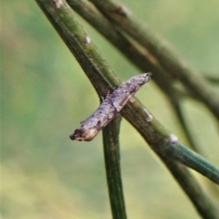 Gnathifera eurybias at Aranda Bushland - 22 Apr 2023