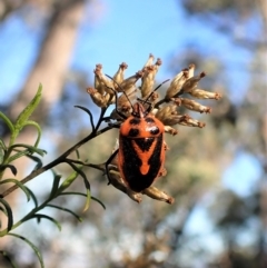 Agonoscelis rutila (Horehound bug) at Molonglo Valley, ACT - 22 Apr 2023 by CathB