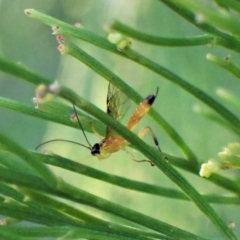 Ichneumonidae (family) (Unidentified ichneumon wasp) at Aranda Bushland - 22 Apr 2023 by CathB
