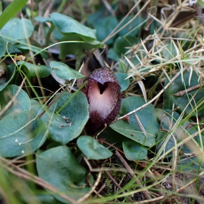 Corysanthes hispida (Bristly Helmet Orchid) at Point 4081 - 28 Apr 2023 by CathB