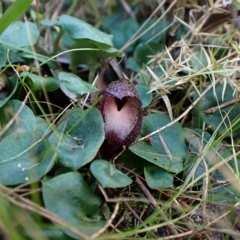 Corysanthes hispida (Bristly Helmet Orchid) at Aranda Bushland - 28 Apr 2023 by CathB