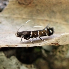 Stagmatophora argyrostrepta (A cosmet moth) at Molonglo Valley, ACT - 28 Apr 2023 by CathB