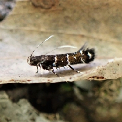 Stagmatophora argyrostrepta (A cosmet moth) at Aranda Bushland - 28 Apr 2023 by CathB