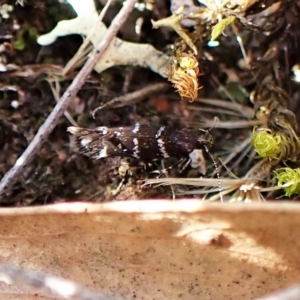 Stagmatophora argyrostrepta at Molonglo Valley, ACT - 28 Apr 2023