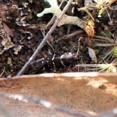 Stagmatophora argyrostrepta at Molonglo Valley, ACT - 28 Apr 2023