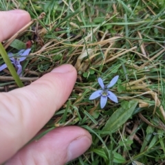 Isotoma fluviatilis subsp. australis (Swamp Isotome) at Sutton, NSW - 30 Apr 2023 by WalterEgo