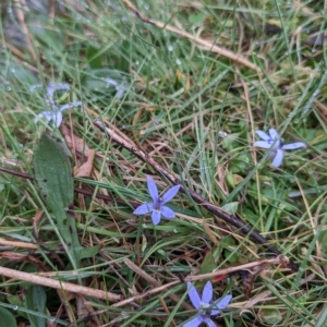 Isotoma fluviatilis subsp. australis at Sutton, NSW - 30 Apr 2023 10:00 AM