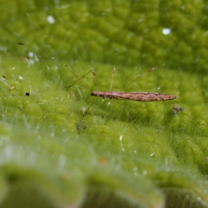 Chinoneides tasmaniensis at Acton, ACT - 28 Apr 2023