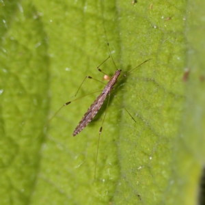 Chinoneides tasmaniensis at Acton, ACT - 28 Apr 2023