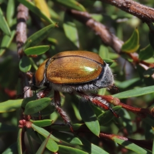 Anoplognathus hirsutus at Dry Plain, NSW - 15 Jan 2022 02:18 PM