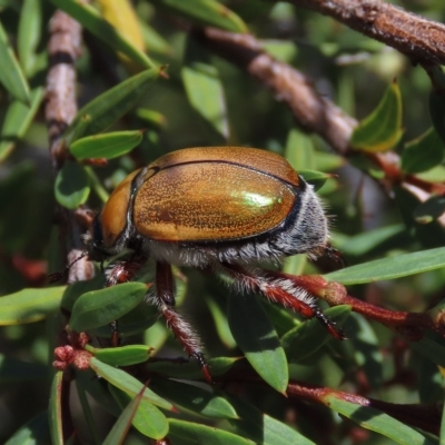 Anoplognathus hirsutus (Hirsute Christmas beetle) at Top Hut TSR - 15 Jan 2022 by AndyRoo