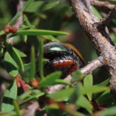 Anoplognathus hirsutus at Dry Plain, NSW - 15 Jan 2022 02:18 PM