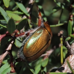 Anoplognathus hirsutus at Dry Plain, NSW - 15 Jan 2022