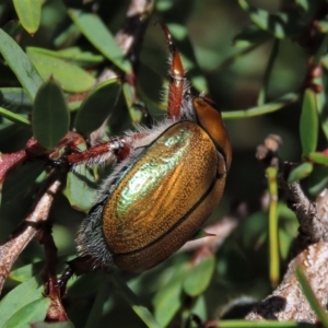 Anoplognathus hirsutus at Dry Plain, NSW - 15 Jan 2022 02:18 PM