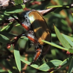 Anoplognathus hirsutus at Dry Plain, NSW - 15 Jan 2022 02:18 PM