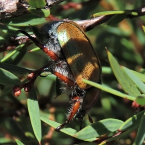 Anoplognathus hirsutus at Dry Plain, NSW - 15 Jan 2022 02:18 PM