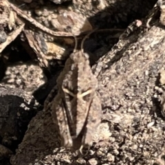 Paratettix australis (A pygmy grasshopper) at Chapman, ACT - 24 Apr 2023 by WindyHen
